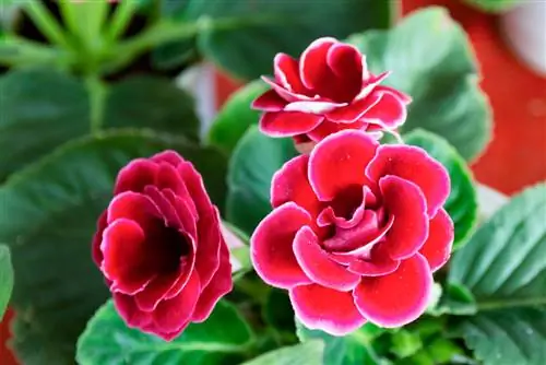 gloxinia