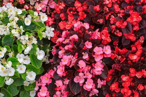 tuberous begonias