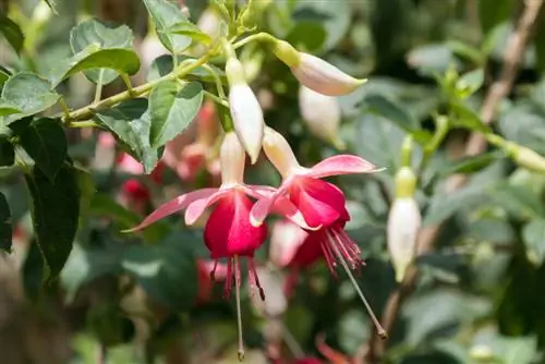 Fuchsias: kujdes, shumim dhe varietete të qëndrueshme