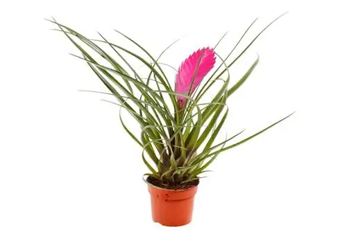 Propagating tillandsias: How to do it step by step