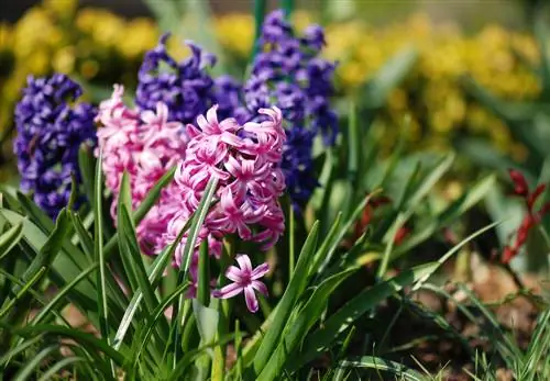 Fascinace zahradními hyacinty: barvy, odrůdy a péče