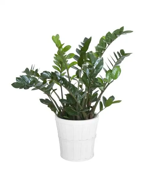 Zamioculcas: Ľahké pierko pre šťastie pre váš domov