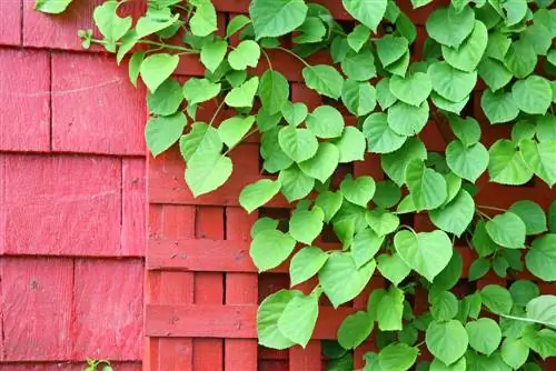 kiipeävä hortensia