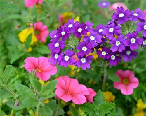 Flowering verbena: This is how cultivation and care works