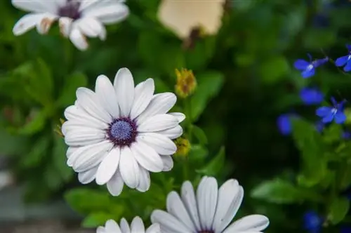 Chrysanthemum bloeit niet: wat zijn de redenen en wat te doen?