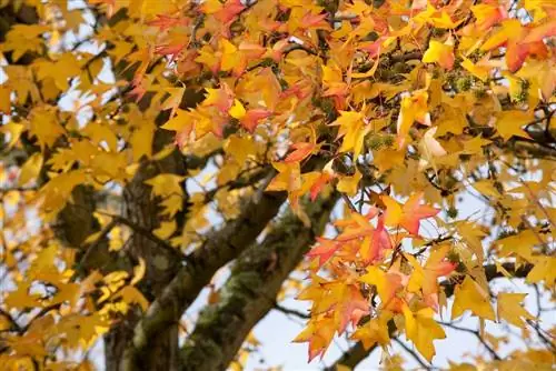 American sweetgum tree: cultivation and care made easy