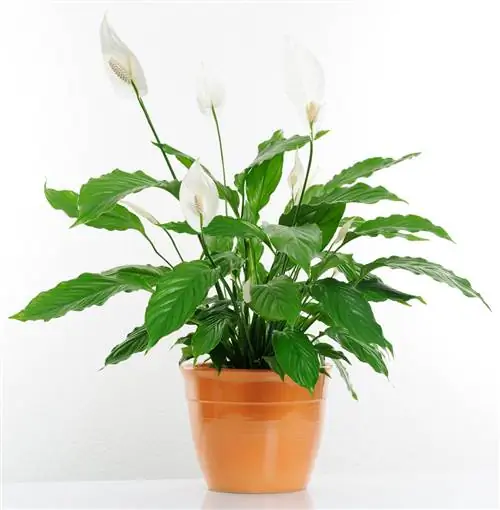 Single leaf: Easy-care houseplant for clean air