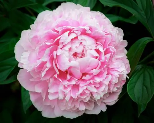 peony