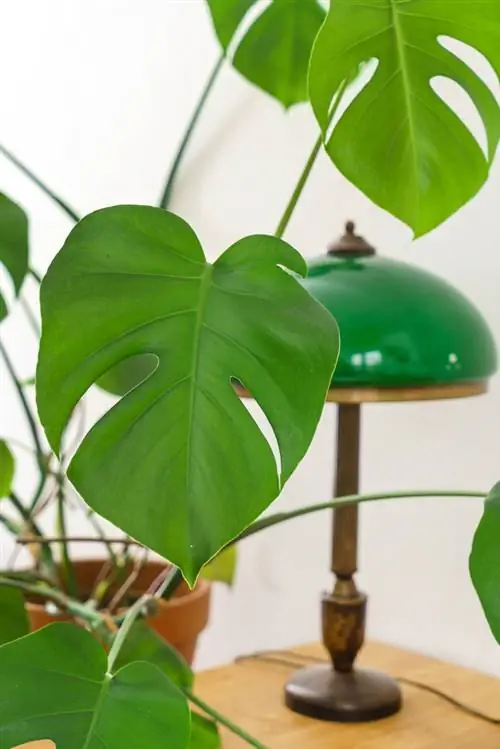 Monstera deliciosa: การดูแลและการขยายพันธุ์ของพืชที่ทันสมัย