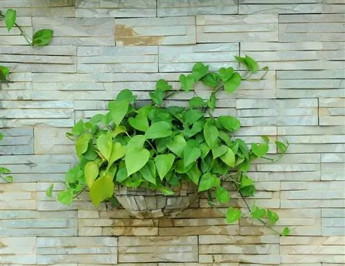 Ivy: Easy-care houseplant for any location