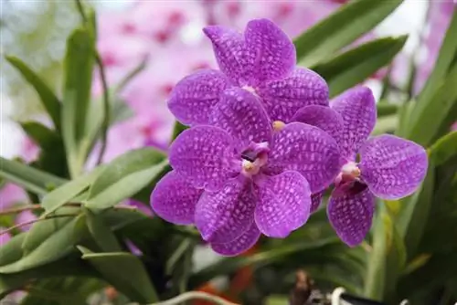 Nuostabios Vanda orchidėjos: priežiūros ir auginimo patarimai