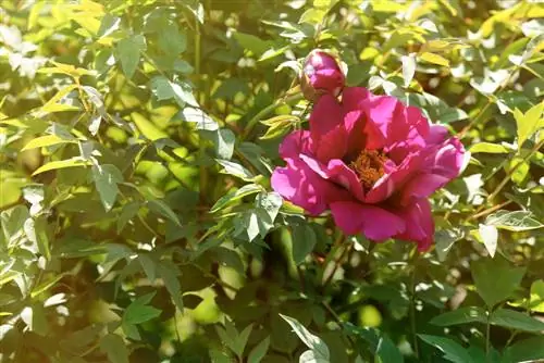 tree peony