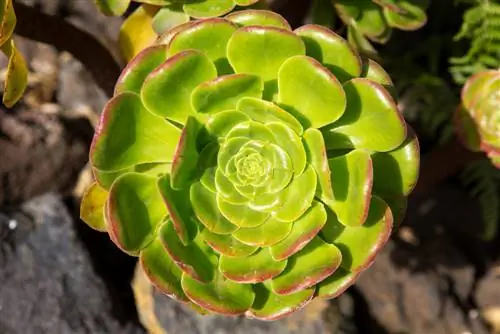 Sorg vir Aeonium: Alles oor ligging, grond en voortplanting