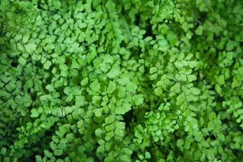 Planter et entretenir la fougère maidenhair : Qu'est-ce qui est important ?