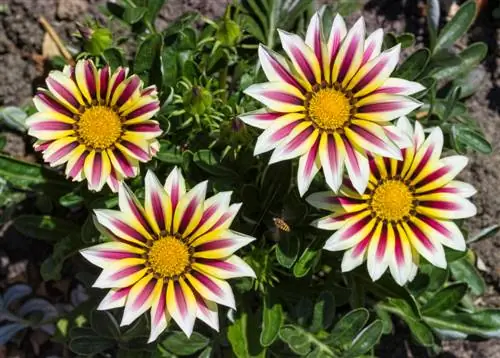 Gazania puutarhassa: sijainti, hoito ja lisääntyminen