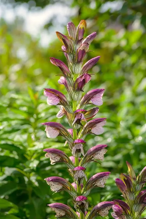 Acanthus in de tuin: Alles over variëteiten, verzorging & standplaats