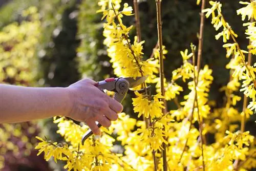 forsythia cutting