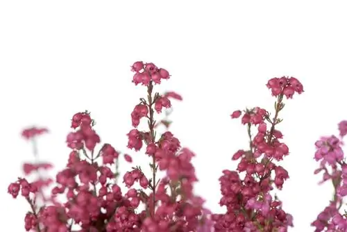 Brezos de campana: coloridos arbustos enanos para tu jardín