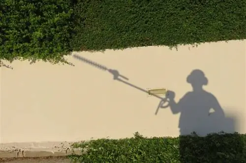 Beech hedge pruning