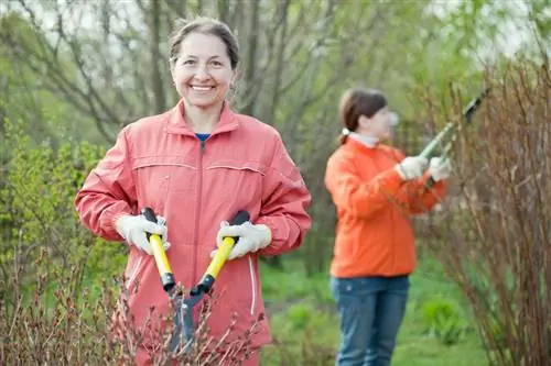 Panicle hydrangea pruning