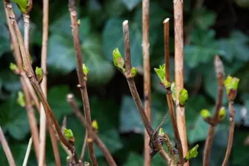 plaas hortensia sny