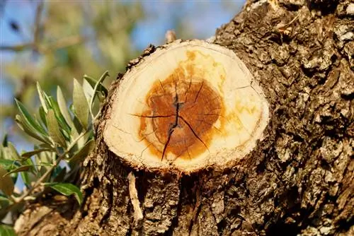 חיתוך נכון של עצים ושיחים לאסטרינג: הוראות