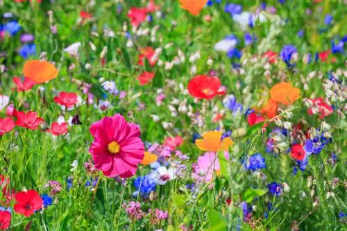 Een leefgebied voor wilde bijen in de tuin creëren: zo werkt het