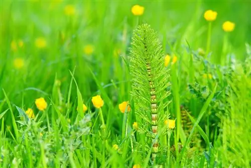 Lluita contra les males herbes de la cua de gat: mètodes d'èxit