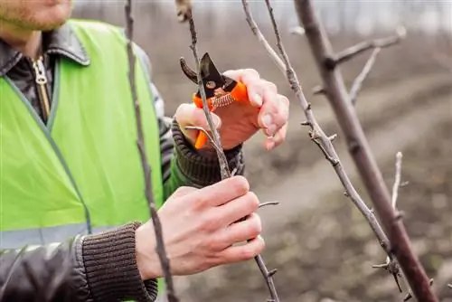 Constructiesnoeien voor bomen: hoe werkt het correct?