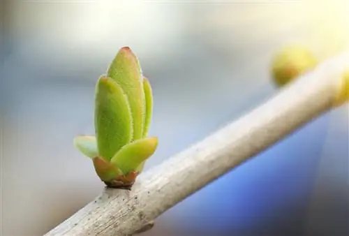 Oog op bomen: waar staat deze term voor?