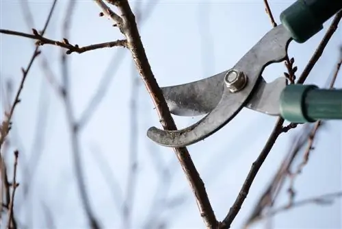 Taglio diradante: per arbusti e alberi sani e vitali