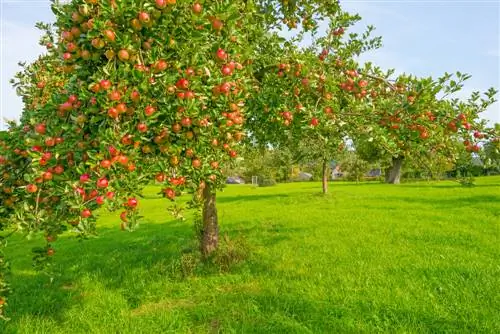 Fruitboomvormen in de moestuin: stamhoogtes en toepassingen