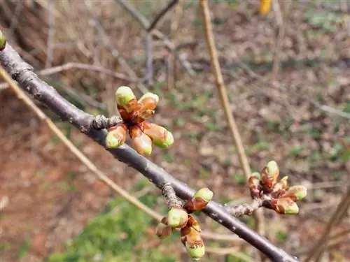 Germoglio di bouquet: ecco come la tua dolce ciliegia produce molti frutti