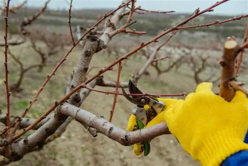 Bois fruitiers sur les arbres fruitiers : Quand et où se forme-t-il ?