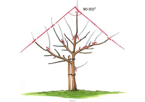 Linfa delle piante degli alberi da frutto