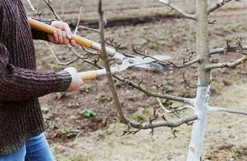 Cutting trees and shrubs perfectly: Tips on types of cutting