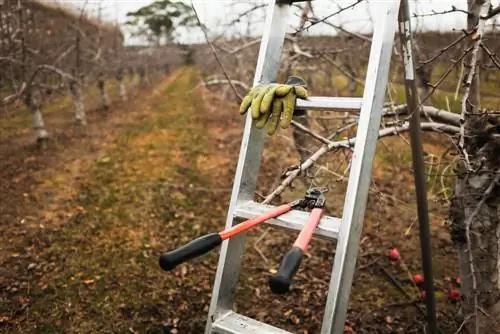 Tehnici de tăiere a plantelor lemnoase: Ce este important?