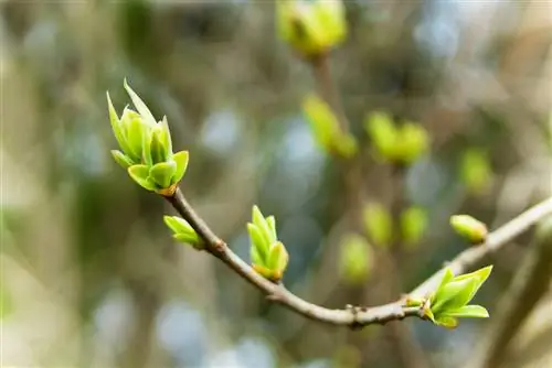 Internodusse interpreteer: Hoe om blomme en opbrengs te maksimeer