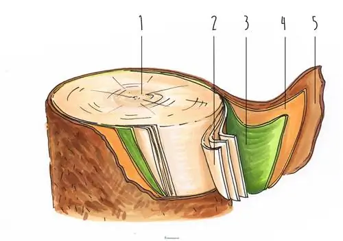 kambium