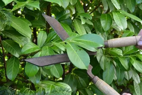 La siepe di alloro ciliegio viene tagliata con le cesoie per siepi