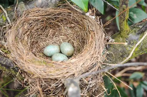 Vogelnest in een kersenlaurierhaag