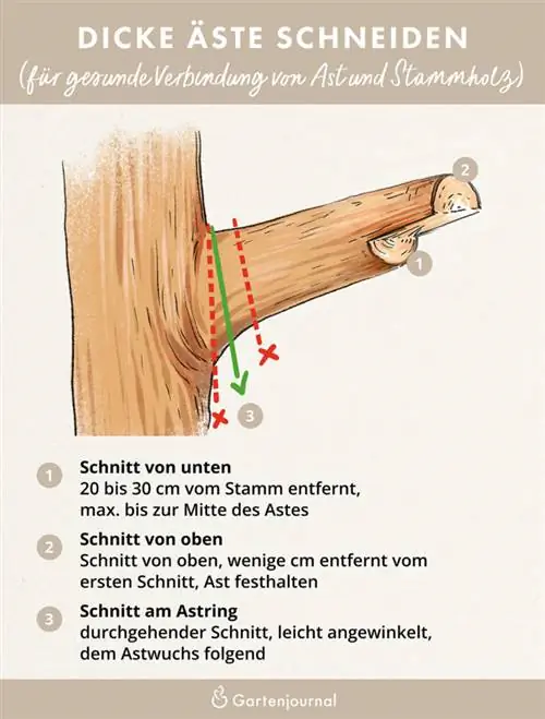 Geïllustreerde instructies voor het snoeien van dikke takken