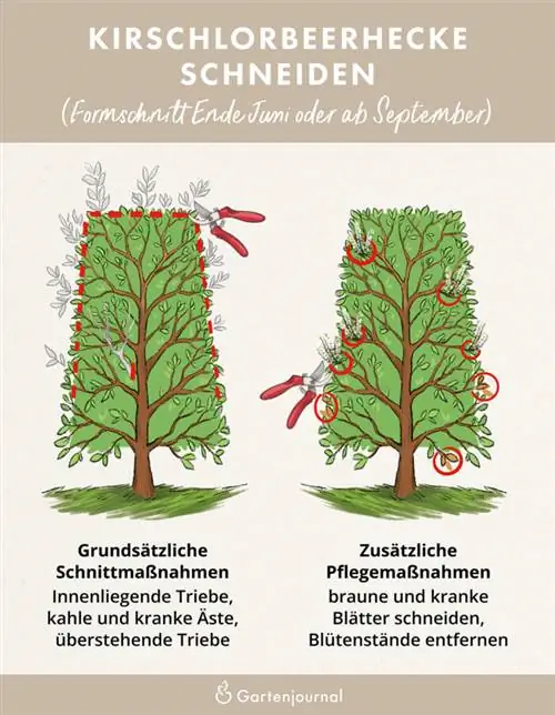 Instruções ilustradas sobre como aparar sebes de louro cereja