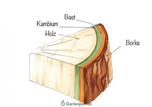 kambij