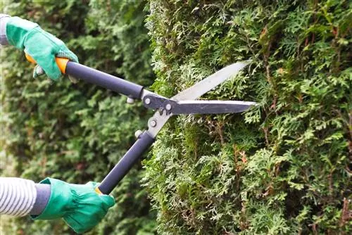 Tallar correctament les tanques de thuja: consells per a una vegetació densa