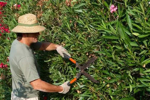 Sny oleander: kundige wenke vir welige blomme