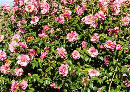 Fertilize camellia: Thaum twg, pes tsawg zaus thiab nrog cov chiv twg?