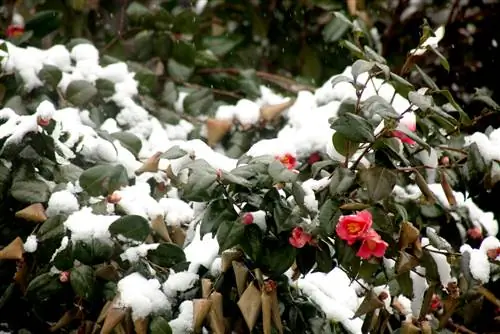 camelia overwintert