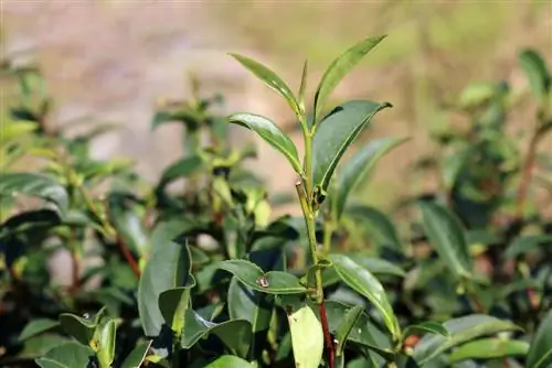 Propagazione corretta delle camelie: istruzioni passo passo