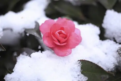 camellia-leaves-curl-in